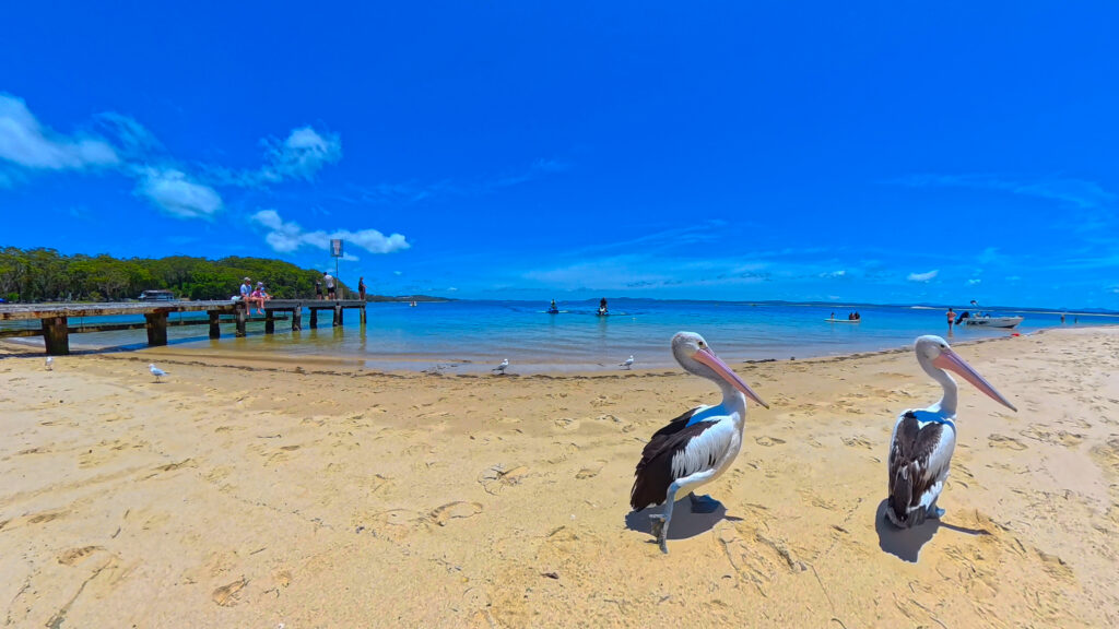 Pelicans on the sand at Little Beach in Nelson Bay, Port Stephens NSW, beside the calm water and beach jetty popular with families