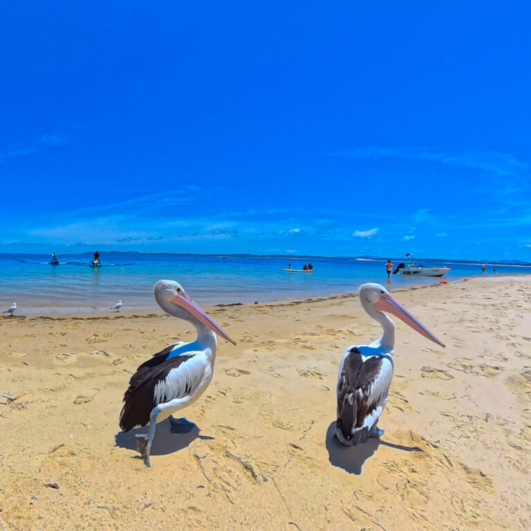 Two pelicans standing on the sandy beach at the Mid North Coast of NSW, Australia