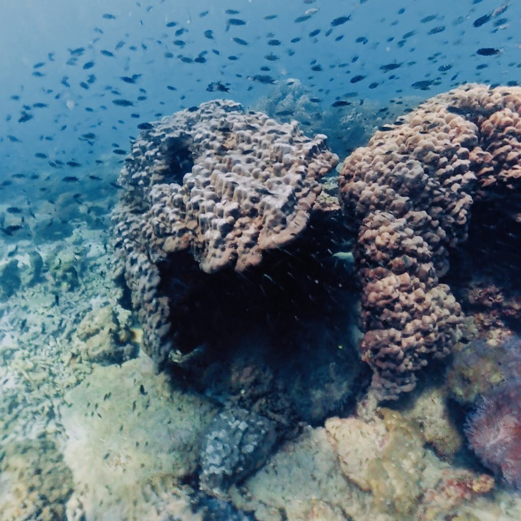 View underwater coral reef and turquoise water in Gili Islands- indonesia
